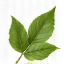 Leaf icon representing natural ingredients